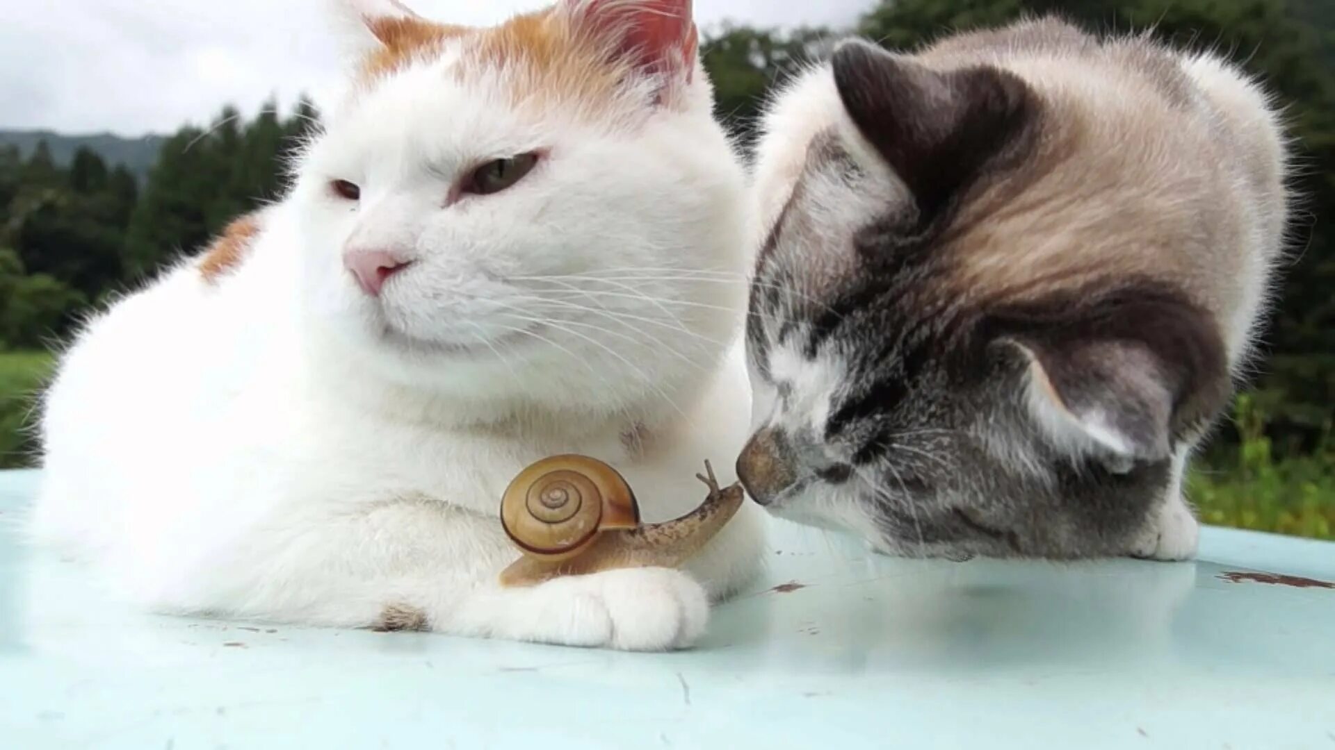 Видео смешных котят до слез