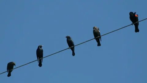 Two birds on a wire