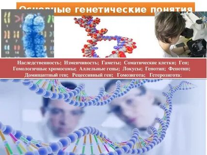 Преобладающие гены