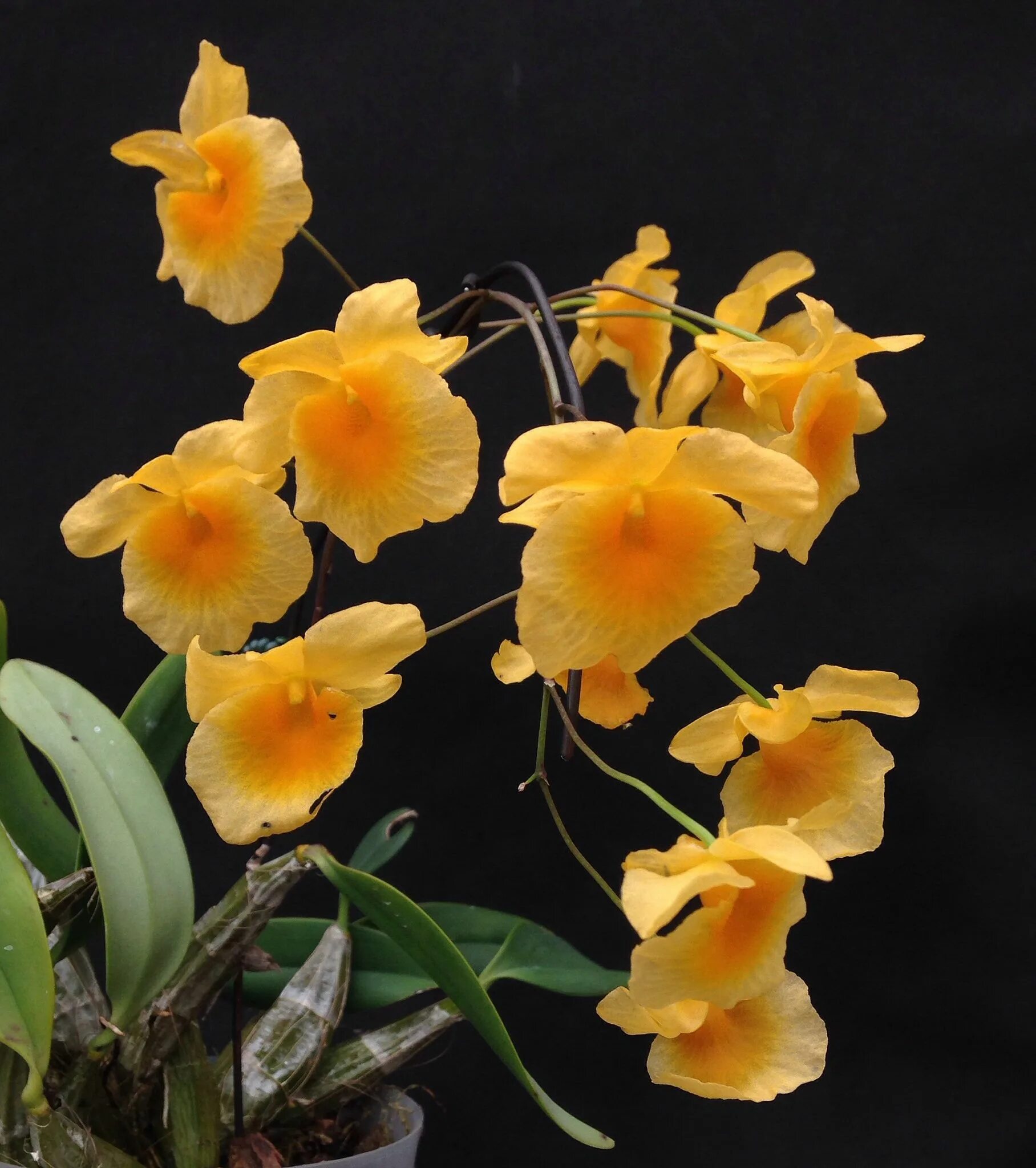 Pin de Cristian Leiva en Orquideas Cultivo de orquídeas, Orquideas, Plantas