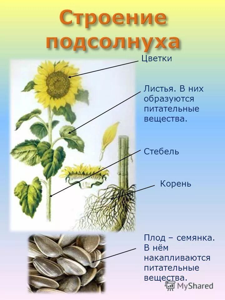 Органы растения бывают. Подсолнух строение растения. Строение подсолнечника. Строение подсолнуха с подписями. Строение цветка подсолнечника.