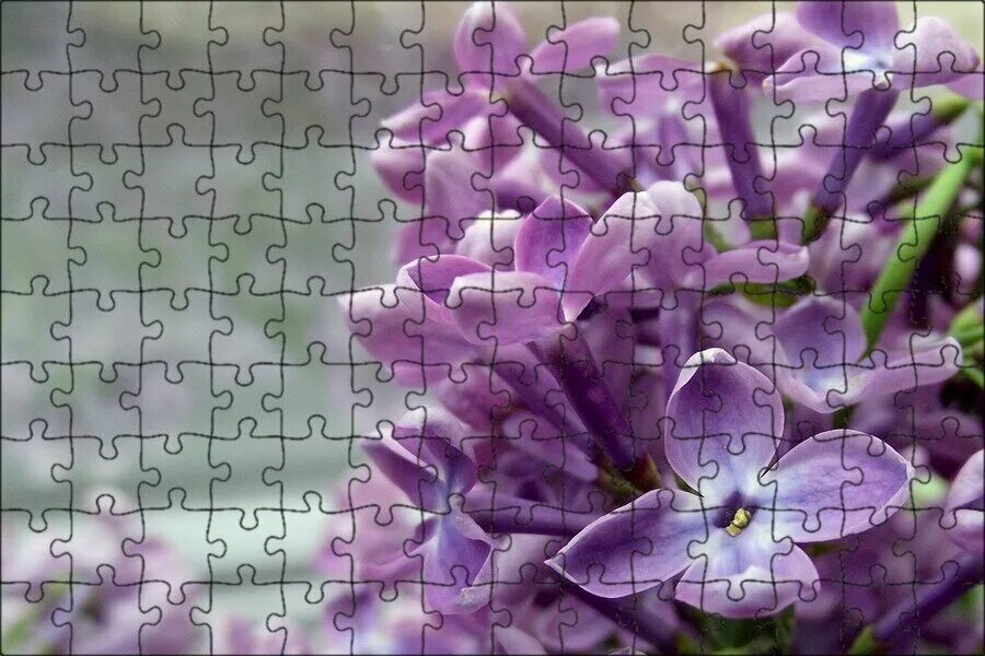 Сирень обыкновенная монтень. Фиалка амурская сирень. Lilac фото. Сирень пятилистник. Lilac фото.