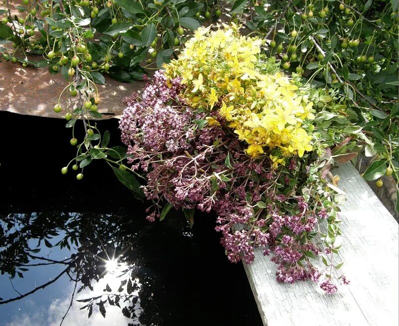 зверобой трава и душица. чай душица мята зверобой. зверобой душица обыкновенная. зверобой ромашка душица. зверобой душица чабрец.