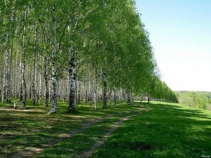 Бывает березовая роща