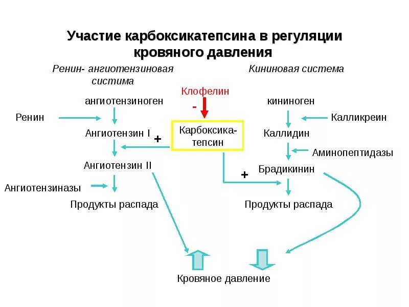 Транспорт продуктов распада к органам выделения. Ренин-ангиотензиновая система биохимия. Система ренин ангиотензин биохимия. Ренин-ангиотензиновая система биохимия схема. Ренин-ангиотензиновая и калликреин-кининовая системы биохимия.