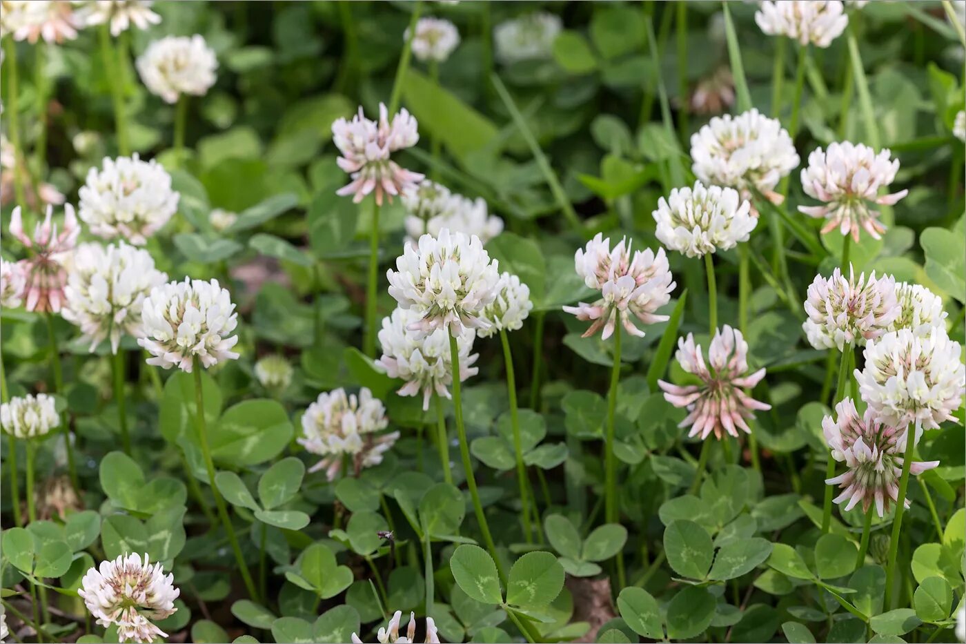 Клевер покрытосеменной. Клевер ползучий (Trifolium repens). Белый Клевер, Trifolium repens. Клевер ползучий (Trifolium repens l.). Клевер ползучий Плантариум.