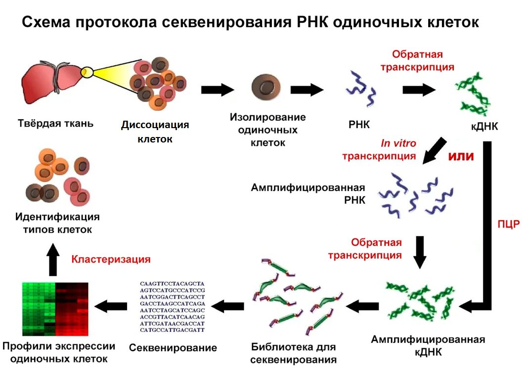 Секвенирование вируса. Секвенирование рнк. секвенирование это в биологии. секвенирование метод в биологии. секвенирование днк одиночных клеток.