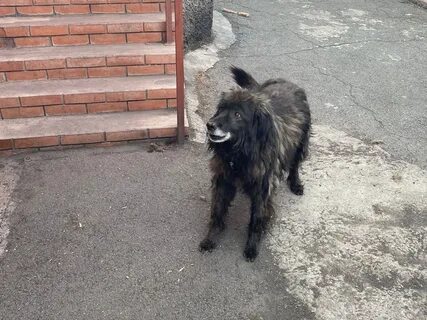 Собаки напали на девочку