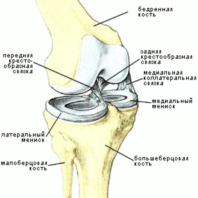 Медиальный мениск коленного сустава анатомия. Латеральный и медиальный мениск коленного сустава. Мениски большеберцовой кости. Задний Рог медиального мениска анатомия. Мениск коленного сустава лечение в домашних условиях