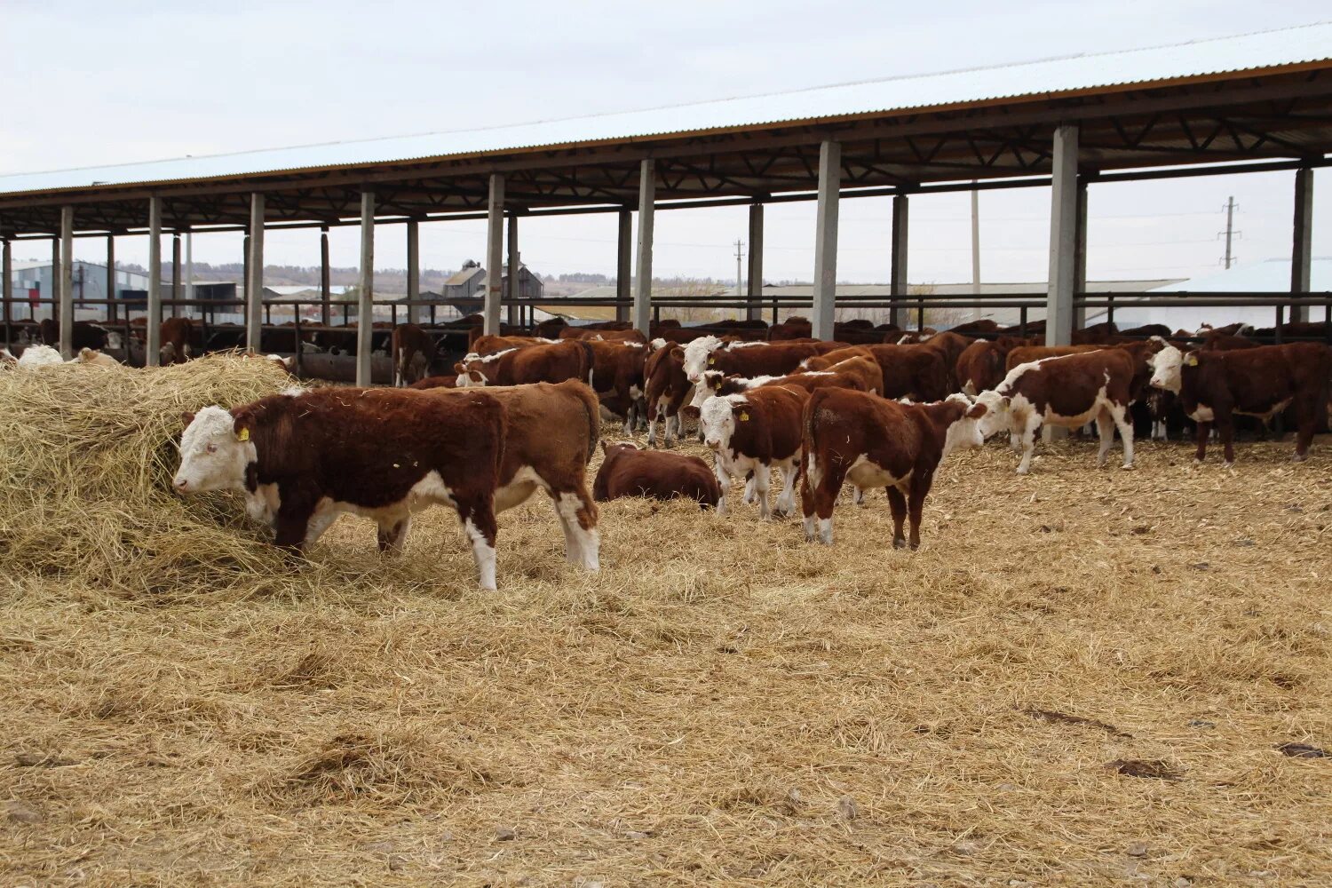 откорм бычков. откорм крупного рогатого скота. фидлот абердин-ангусская порода. ферма для откорма бычков. телята на ферме.