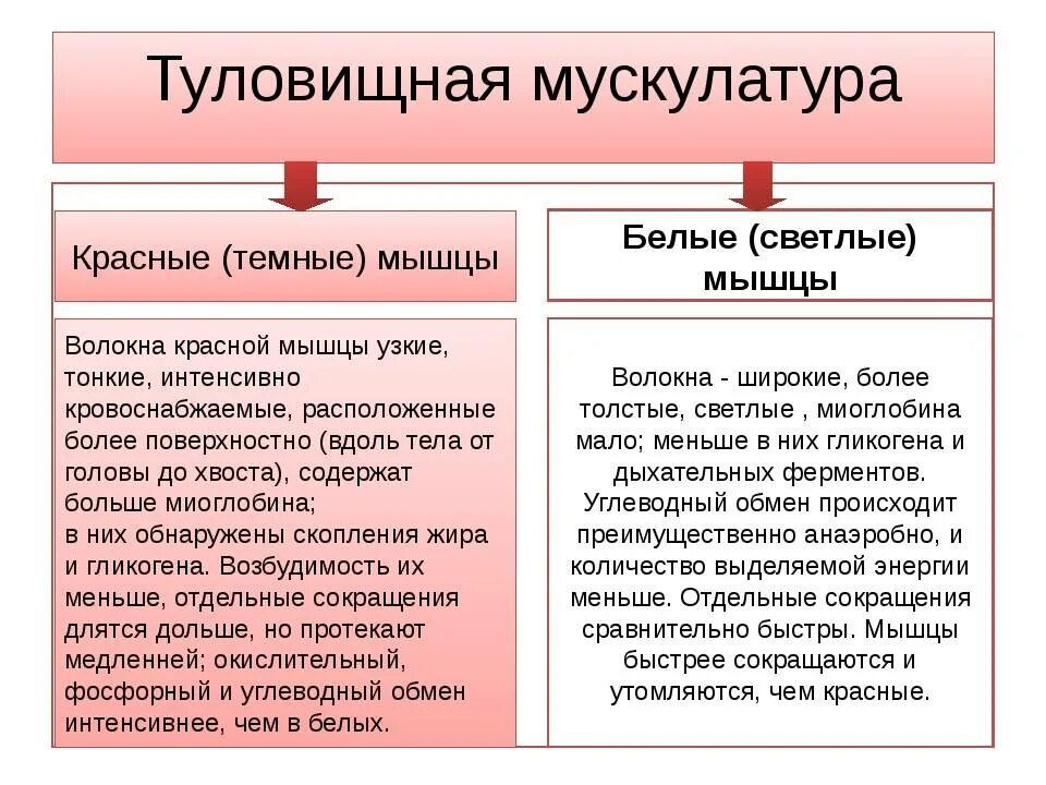 Красные и белые различие. Красные и белые волокна мышц. Красные мышечные волокна. Красные мышечные волокна и белые мышечные волокна. Красные волокна мышц и белые отличия.