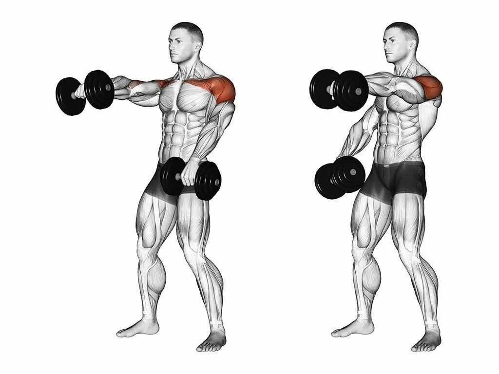 Гантели перед собой стоя. Передняя Дельта с гантелей. Подъем гантелей на передние дельты. Подъем гантелей вперед перед собой. Подъем гантелей вперед фронтальная часть дельты.