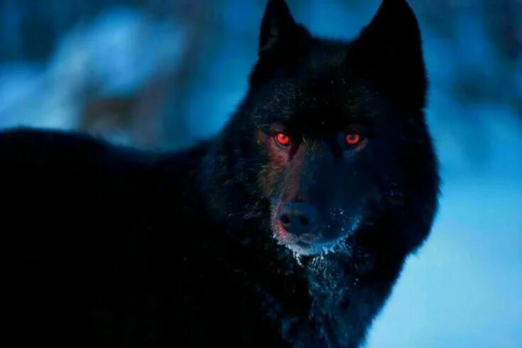 738 curtidas, 8 comentários - Iris Müller-Dietrich (@wolfdogadventure) no Instag
