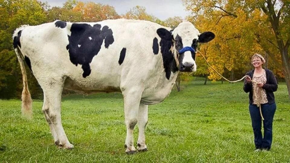 Корова блоссом. Самая большая корова. Самые большие коровы. Самые большие коровы в мире. Громадный это какой