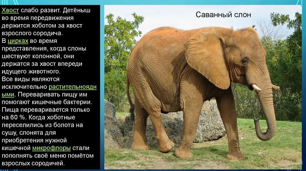 Представители хоботных. Отряд хоботные. семейства хоботных. хоботные представители. хоботные (млекопитающие).