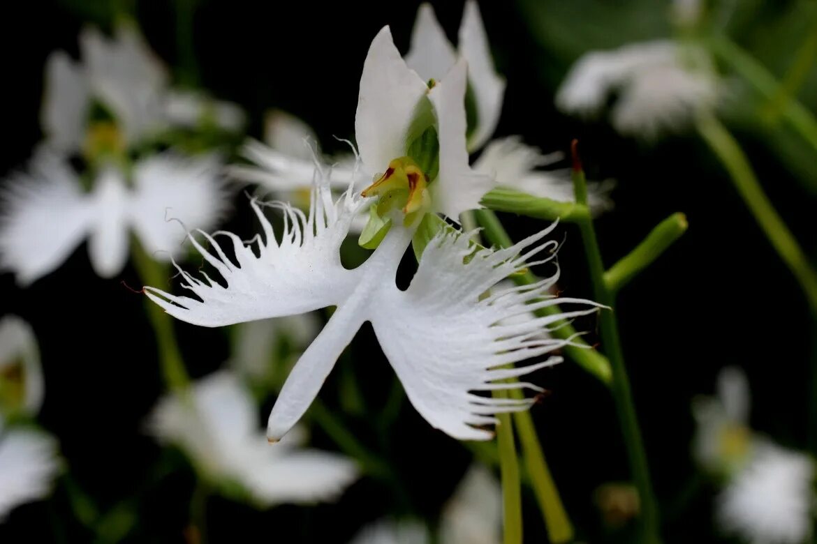 Крылатый цветок. Хабенария Радиата белая цапля. Habenaria Radiata. Хабенария Орхидея. Орхидея хабенария Радиата. Орхидея японская хабенария.