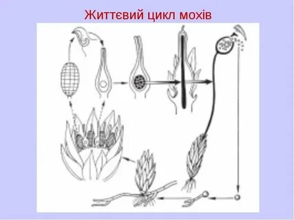 Цикл развития мхов 7 класс кратко
