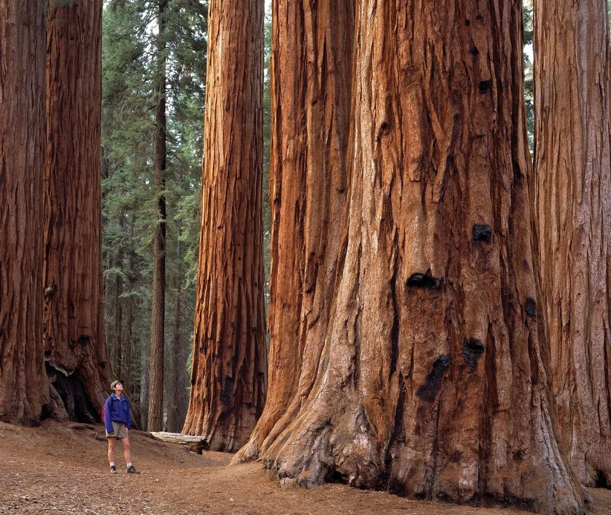 Дерево 6 метров. Национальный парк Секвойя США. Парк Секвойя Калифорния. Секвойя 115 метров. Национальный парк Редвуд Секвойя.