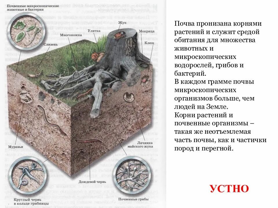 Животные поверхности почвы. Организмы в почве. Почвенные живые организмы. Обитатели почвы. Организм обитатель почвенной среды.