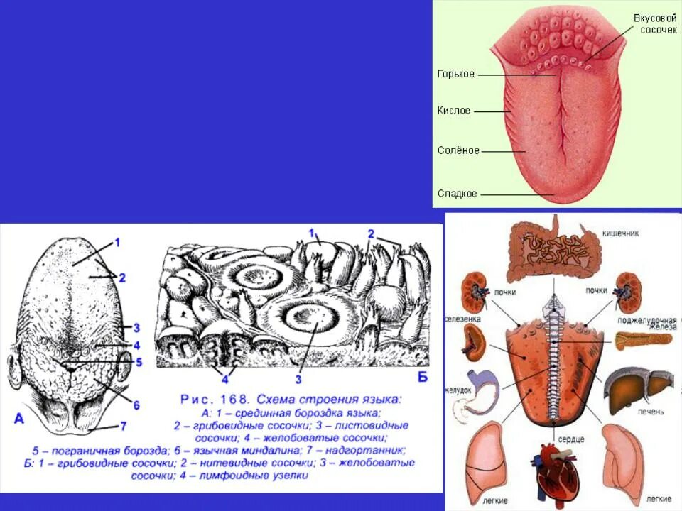 Строение органа вкуса. Вкусовой сосочек. Орган вкуса язык строение вкусового сосочка. Орган вкуса 8 класс биология строение. Строение органа вкуса анатомия.