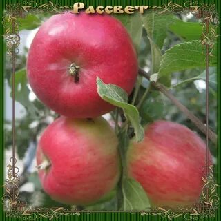 Рассвет исетский