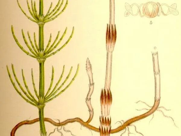 Вегетативный побег хвоща. Спорангиофоры хвощей. Клубни хвоща полевого. Хвощ полевой рисунок.