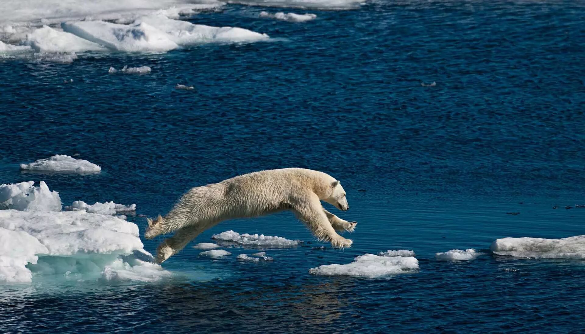 На льдах какого залива обитают белые. Белый медведь. Белый медведь плывет. Белый медведь плавает. Белый медведь ныряет.