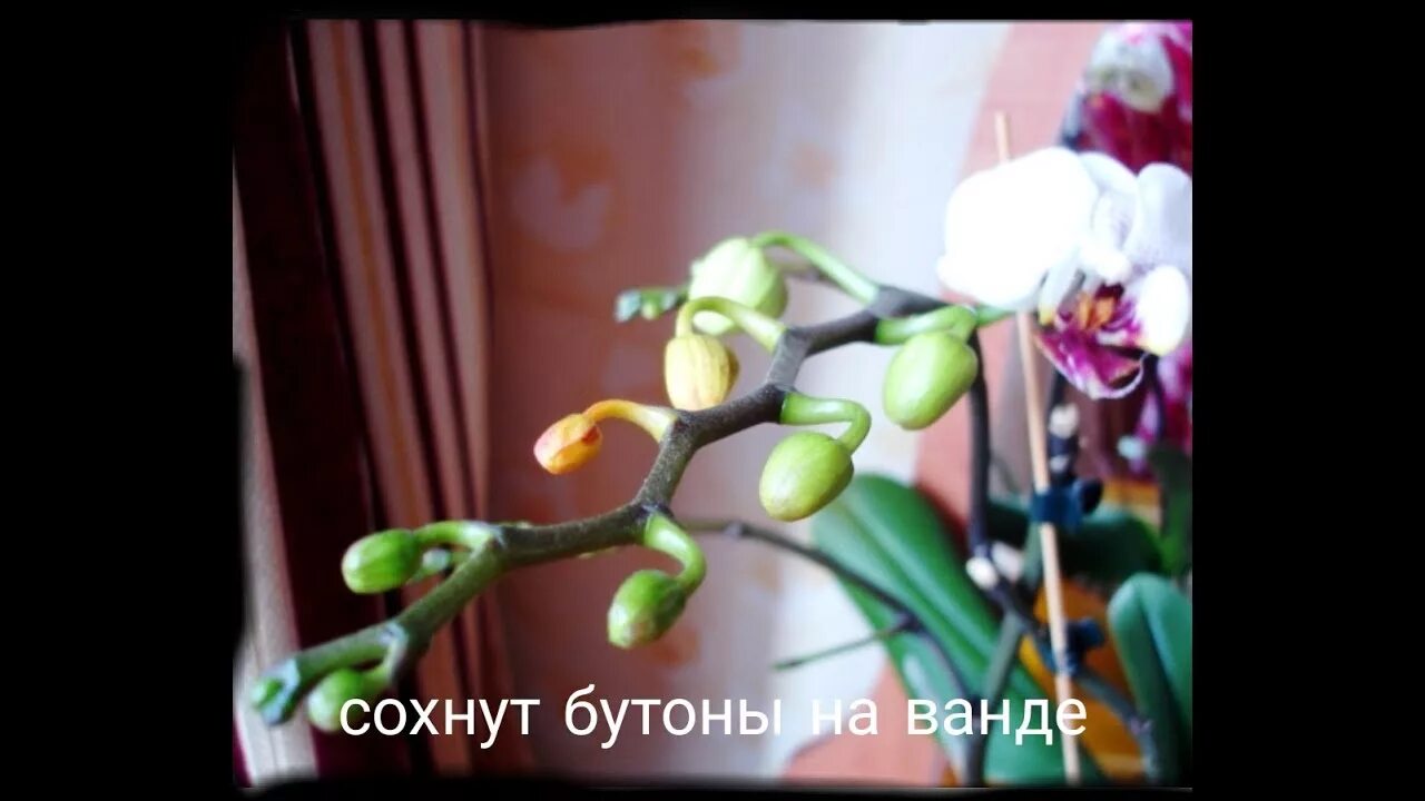 Серая гниль орхидей фаленопсис. У комнатной орхидеи появились цветки. У комнатной орхидеи появились цветки. Цветонос у камбрии. У комнатной орхидеи появились цветки.