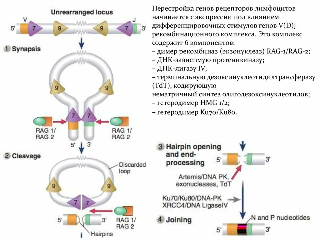 Гены иммуноглобулинов. Перестройка генов. Схема перестройки генов кодирующих в клеточный Рецептор. Перестройка генов лимфоцитов. Продуктивная перестройка генов иммуноглобулинов.