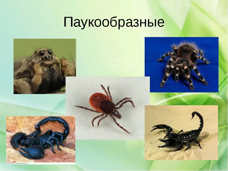 Три примера паукообразных