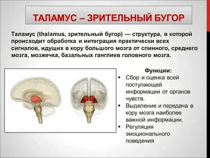 Строение и функции головного мозга кратко конспект