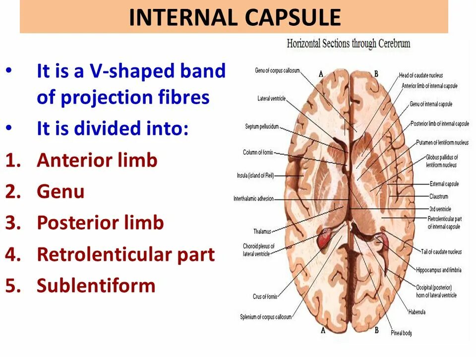 Internal что значит. Internal Capsule. Anterior Limb of Internal Capsule. Internal Capsule Brain. Внутренняя капсула таламуса.