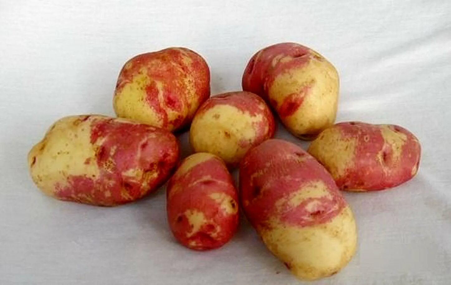 Сорт картофеля родриго характеристика. Сорт картофеля Мерлот. Семенной картофель Пикассо.