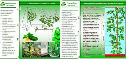 Условия для огурцов