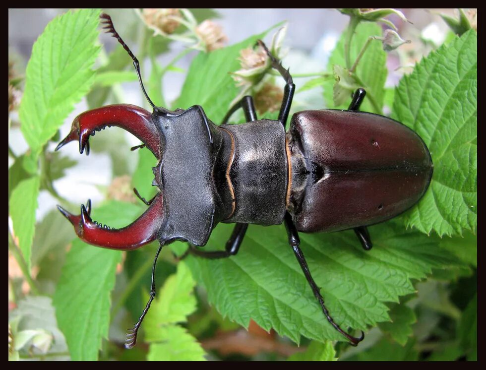 Жужжание жука. Жук олень Рогач. Жук-олень (Lucanus Cervus). Майский Жук Рогач. Жук Рогач и Жук олень.