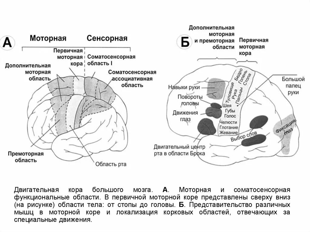 Целомический эпителий кольчатых червей. Первичная полость тела (псевдоцель) –. Полости тела человека анатомия. Первичная полость тела у круглых червей. Полости тела первичная вторичная смешанная таблица.