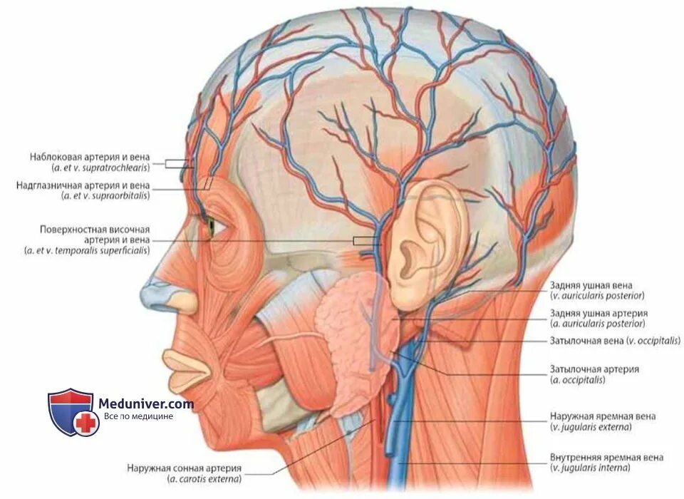 Почему на лбу вены. Затылочная артерия. Кровоснабжение затылочной области.