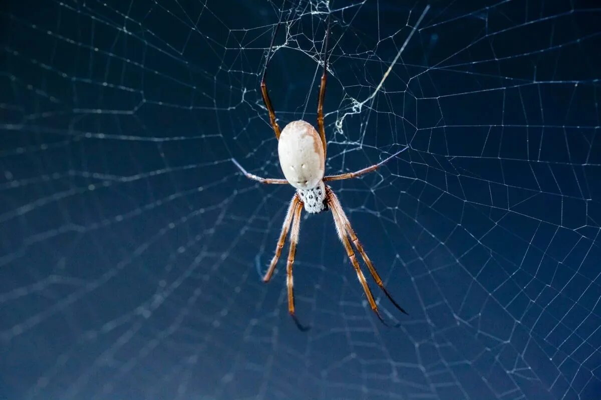 Down spiders. Силк паук. Паучий шелк. Паук на паутине. Ткань из паутины.