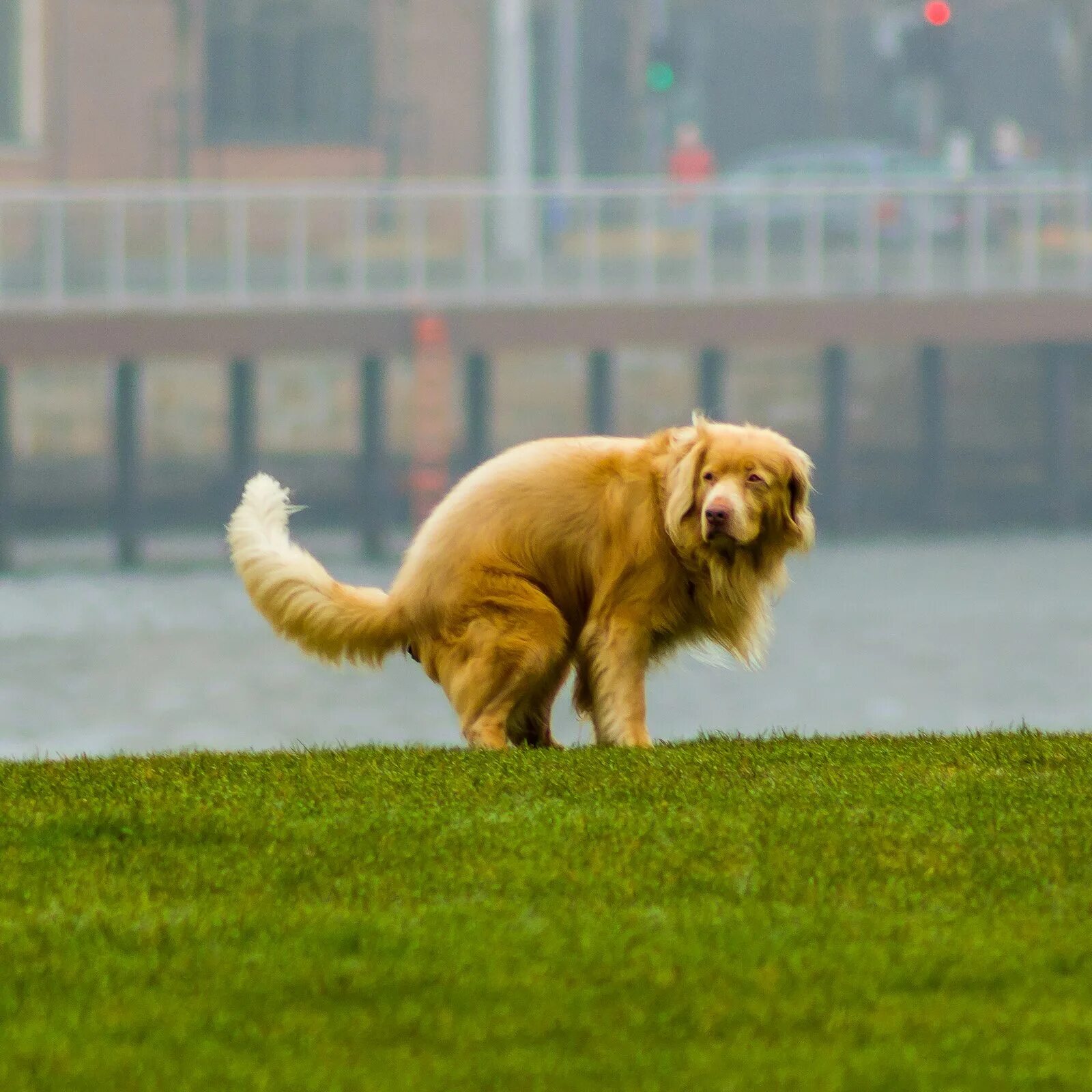 Собачники на улице. Собака на газоне. Золотистый ретривер в спорте. Уборка за собаками на улице. Собака на газоне.