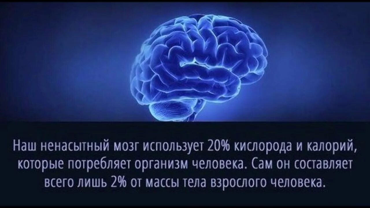 Мозгу нужно время. Интересные факты о мозге. Интересное про мозг. Интересные факты о мозге человека. Высказывания о мозге человека.