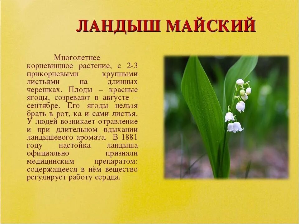 Растения занесенные в красную книгу 2 класс. Растения из красной книги. растения из красной книги калужской области. растения и животные занесенные в красную книгу. сообщение о растении из красной книги.