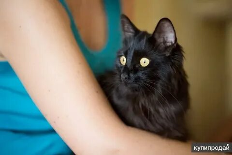 Добрые руки кошки нижний новгород