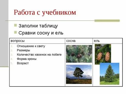 Сосны по отношению к свету