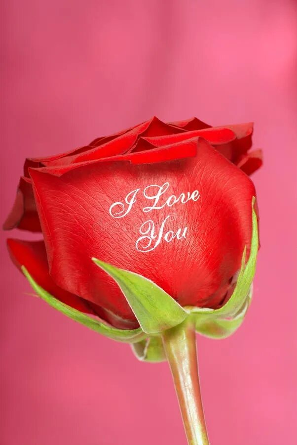 Love you. I love you картинки красивые. I love you! red roses. Красные розы я тебя люблю. Rose rose i love you.