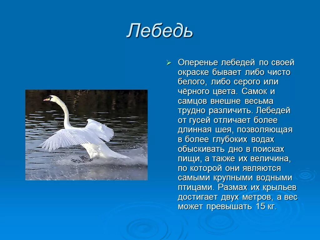 Сообщение о жизни лебедей. Информация о лебедях. Сообщение о лебедях. Описание жизни лебедей.