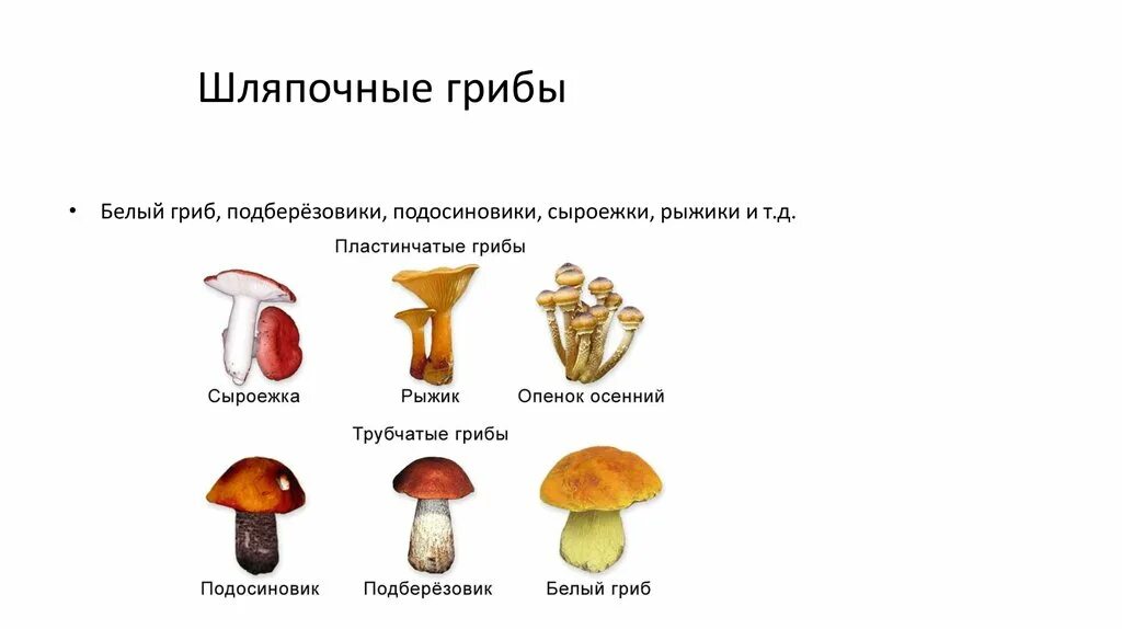 Какие грибы относятся к группе пластинчатых съедобные. Шляпочные грибы названия грибов. Грибы строение шляпочных грибов. Грибы Шляпочные и трубчатые. Шляпочные трубчатые грибы Шляпочные пластинчатые грибы.