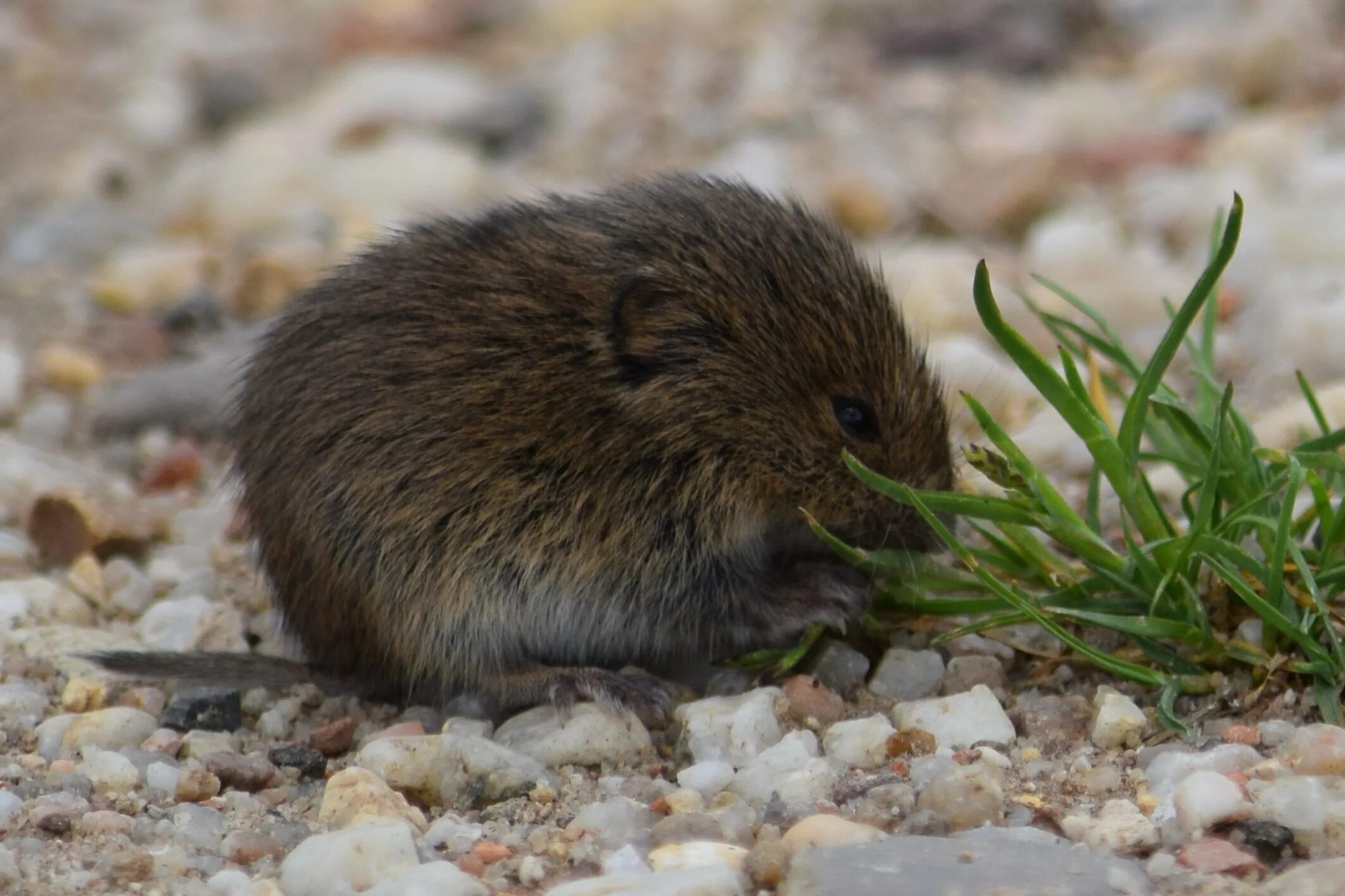 Обыкновенная полевка microtus arvalis. Ольхонская полевка. Мышовка степная – sicista subtilis. Обыкновенная полёвка. Полевка миддендорфа.