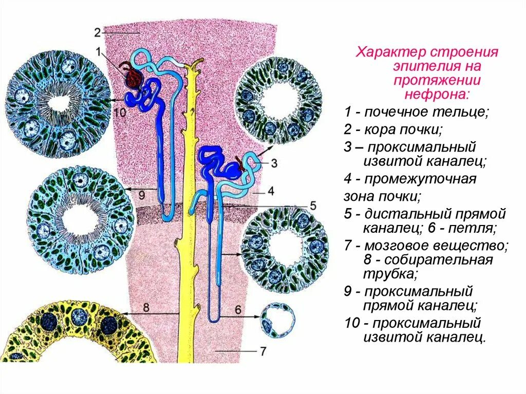 Проксимальный извитой каналец нефрона гистология. Эпителий почки строение гистология. Каналец нефрона гистология. Строение почки извитой каналец. Клетки нефронов почек