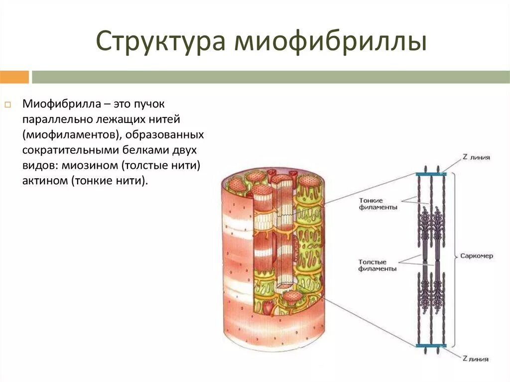 Миофибриллы состоят из. Строение мышцы миофибриллы. Строение миофибриллы биохимия. Миофибриллы строение и функции. Саркомерное строение миофибрилл.