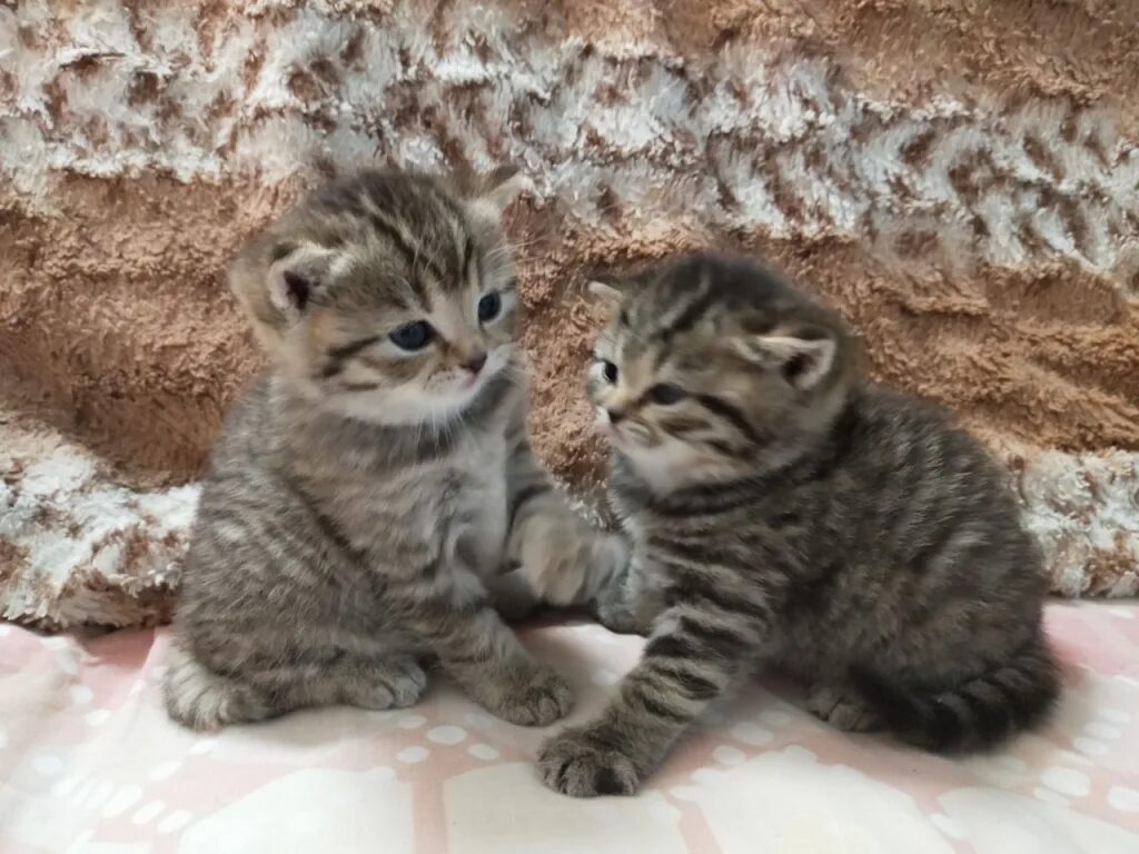 Шотландские котята Иваново. Иваново кошки найденыши в Иваново. Купить в Иванове котиков. Купить котенка в Иваново. Купить кошку иваново